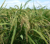rain fed rice ready for harvest