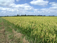 slater farm bio-dynamic rice field slater farm bio-dynamic rice field