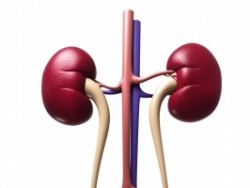 Being Kind to Your Kidneys